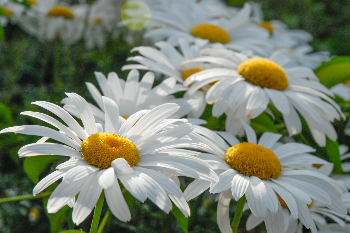 Shasta Daisy